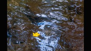 Maple Leaf and Sky Reflected in the Merced River